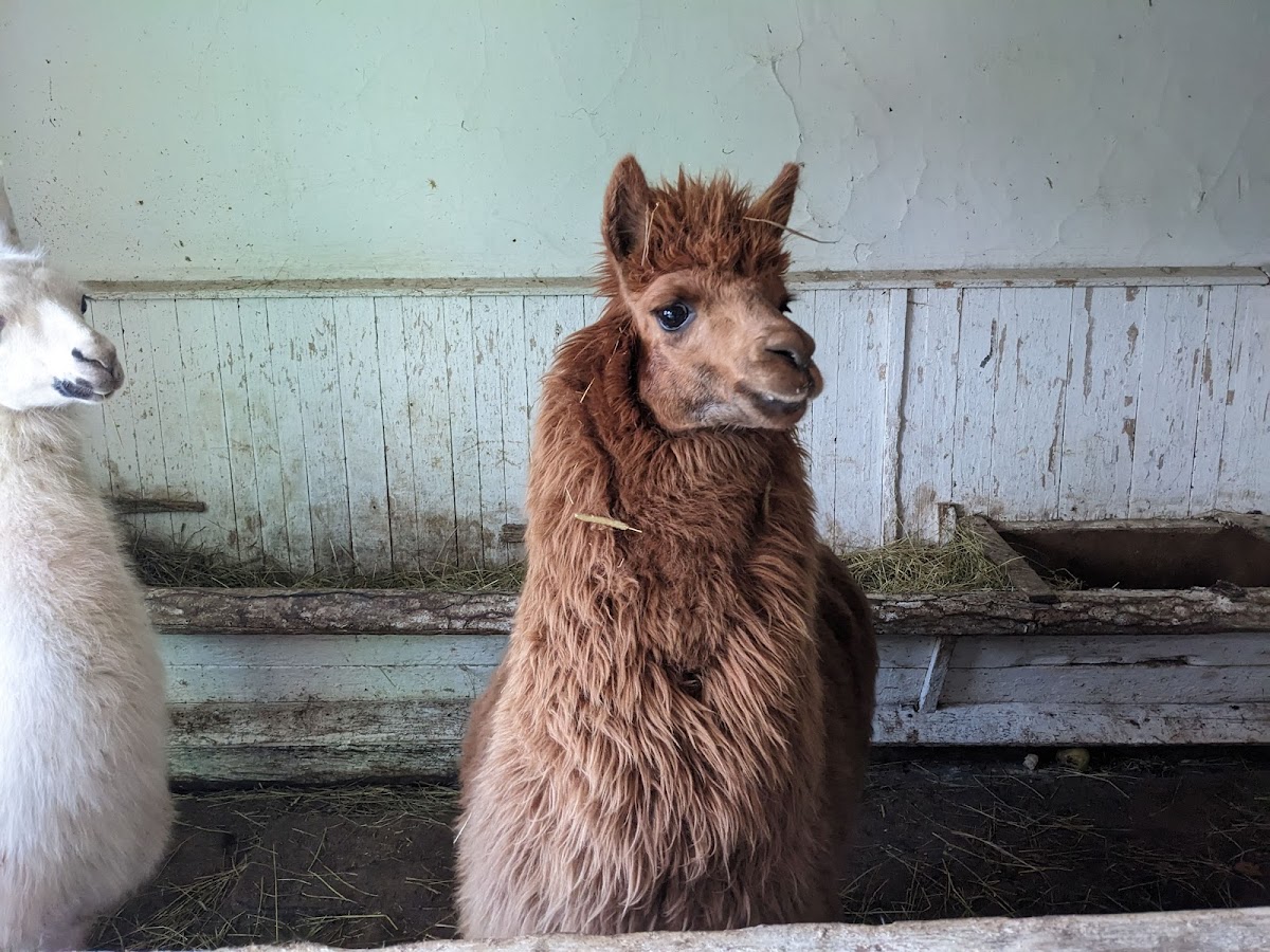 Parc Zoologic Rădăuți - foto 4