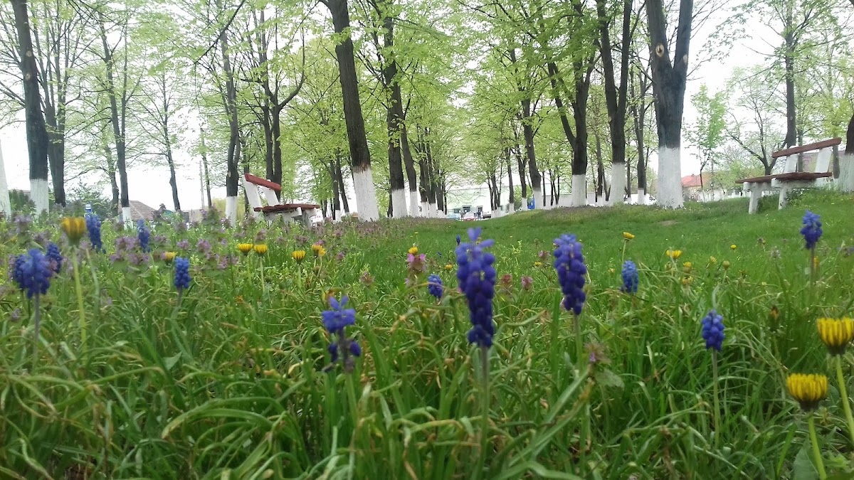 Parco Adelin Onețiu - foto 1