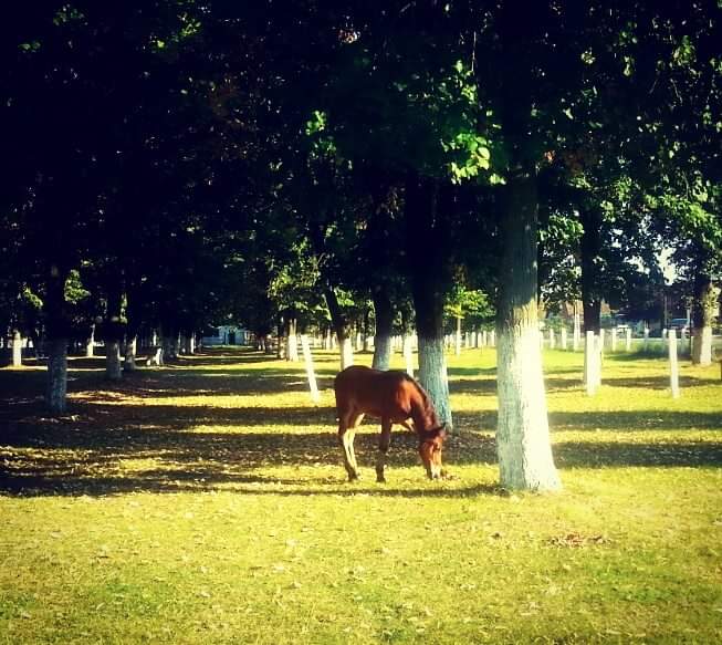 Parco Adelin Onețiu - foto 3