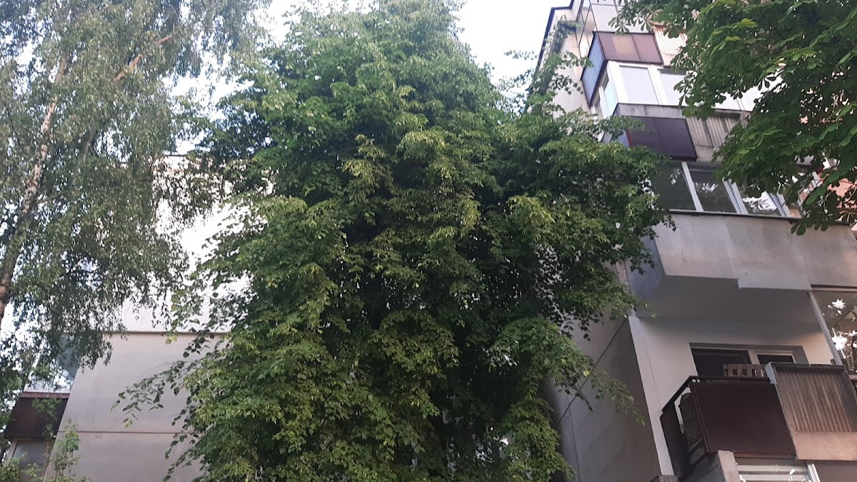 Parco Aurel Vlaicu - foto 2