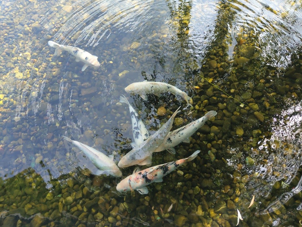 Parcul Avram Iancu, Blaj - foto 4