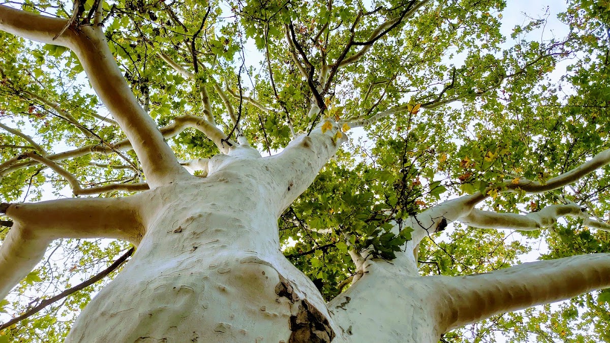 Parcul Botanic - foto 4