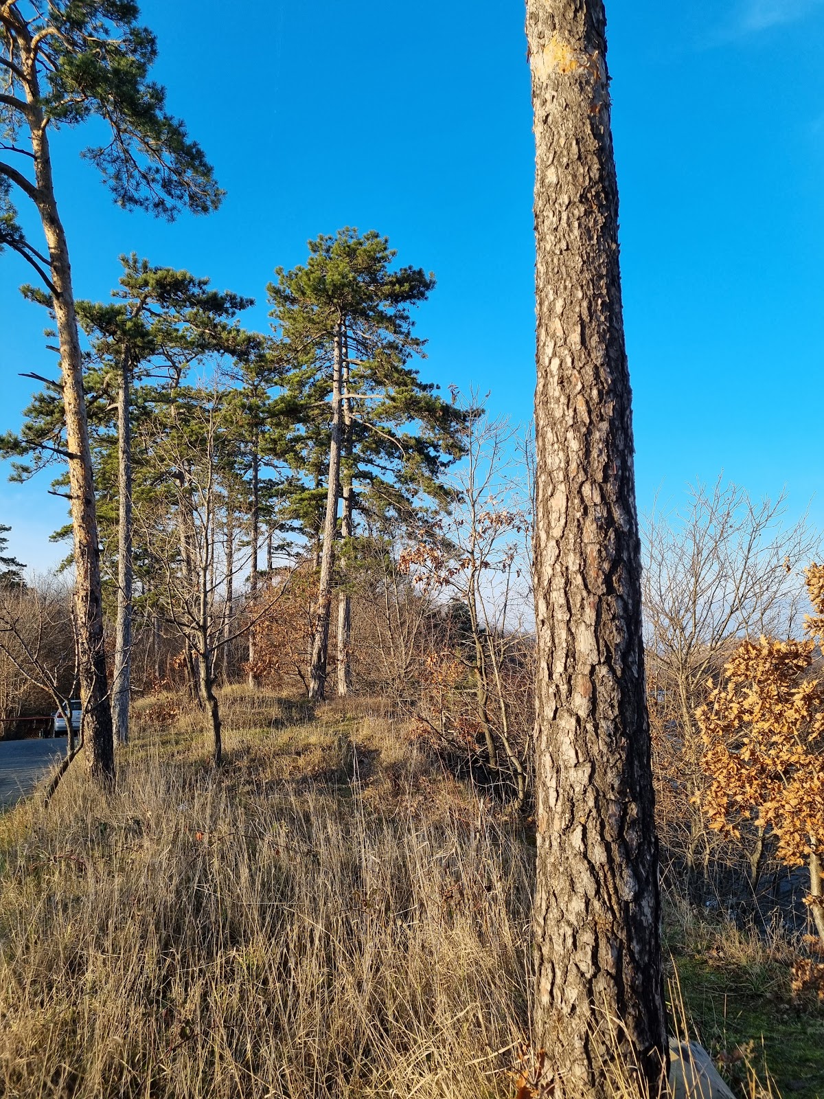 Parcul Brădet - foto 5
