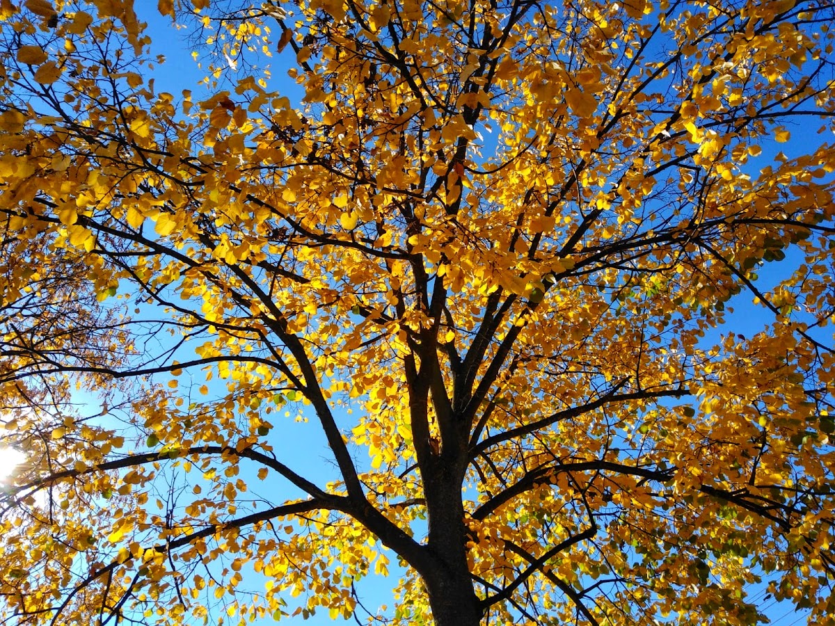 Captain Axente Lene Park - foto 2