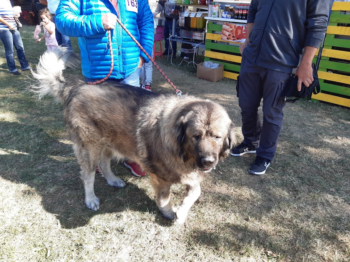 Parcul Chinologic - foto 4
