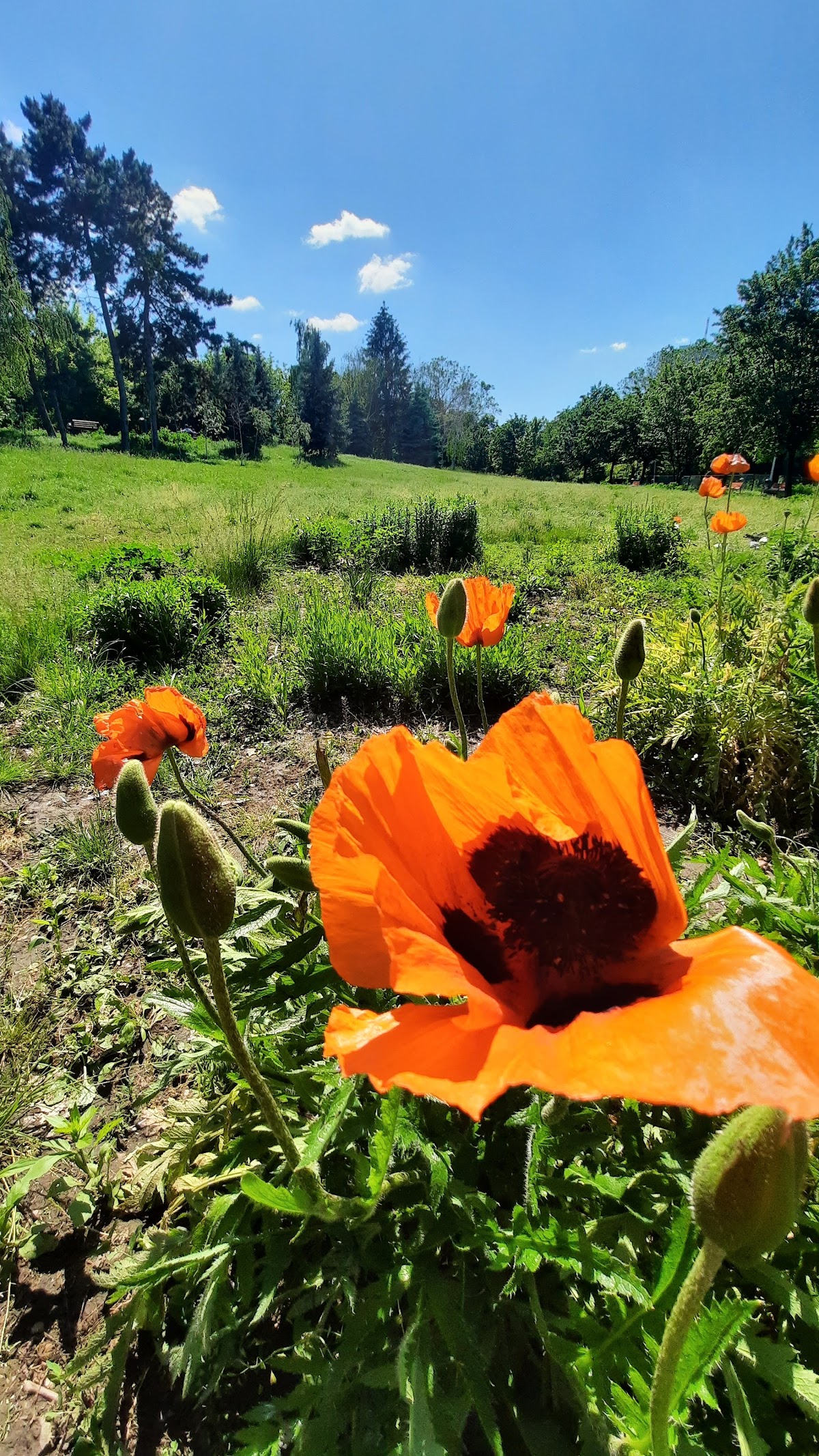 Parcul Circului - foto 4
