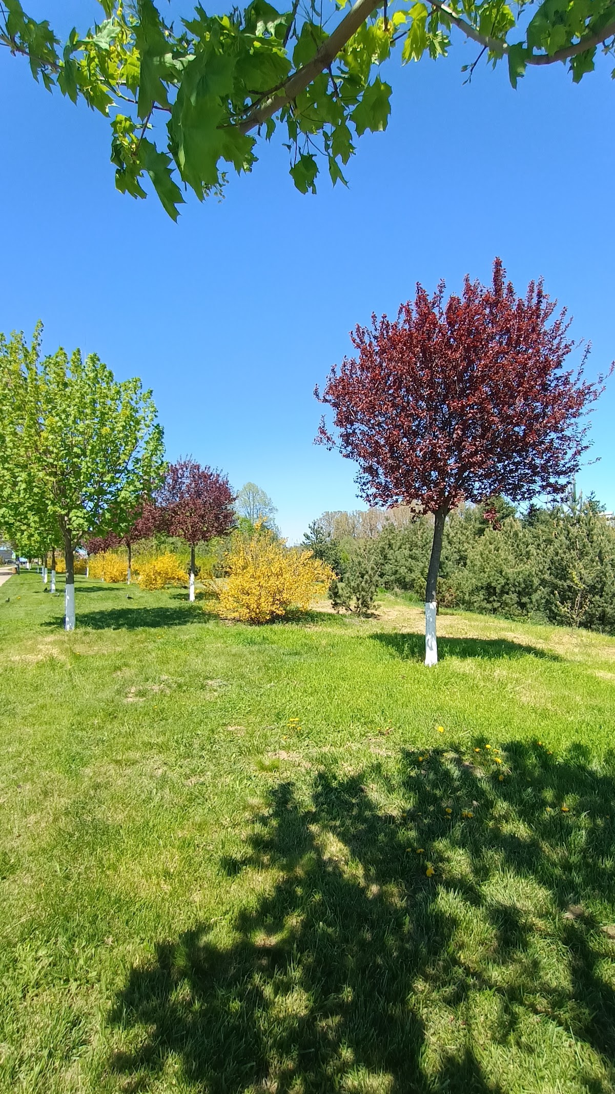 Parcul Cornişa