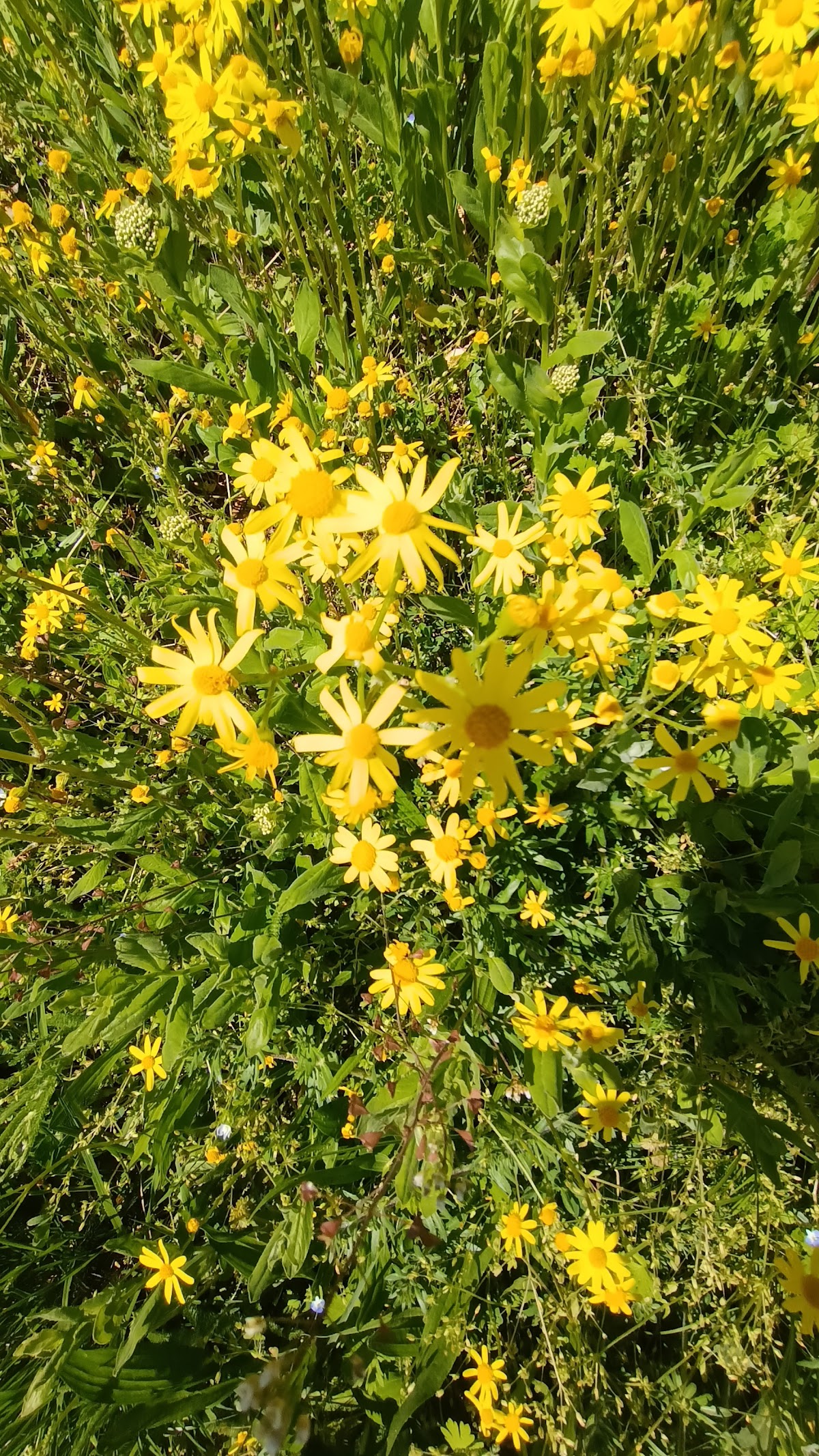 科尔尼沙公园 - foto 3