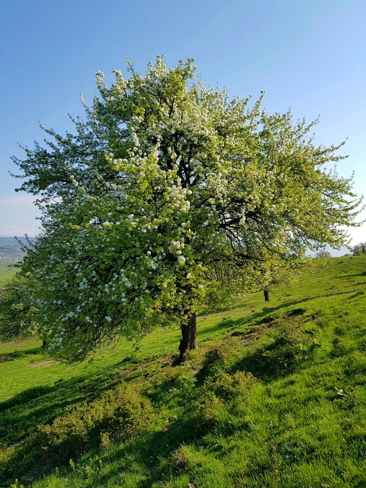 Parcul cu peri seculari - Lions