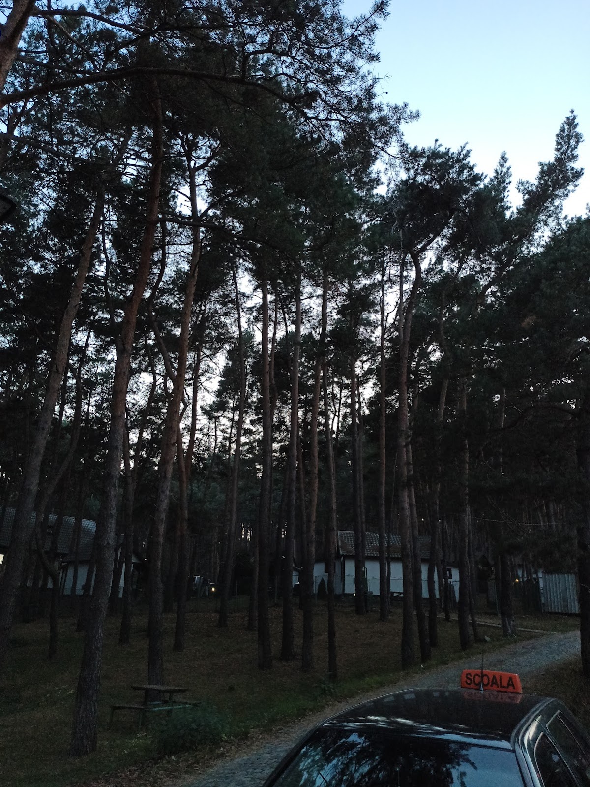 Parcul cu Pini - Mardare -