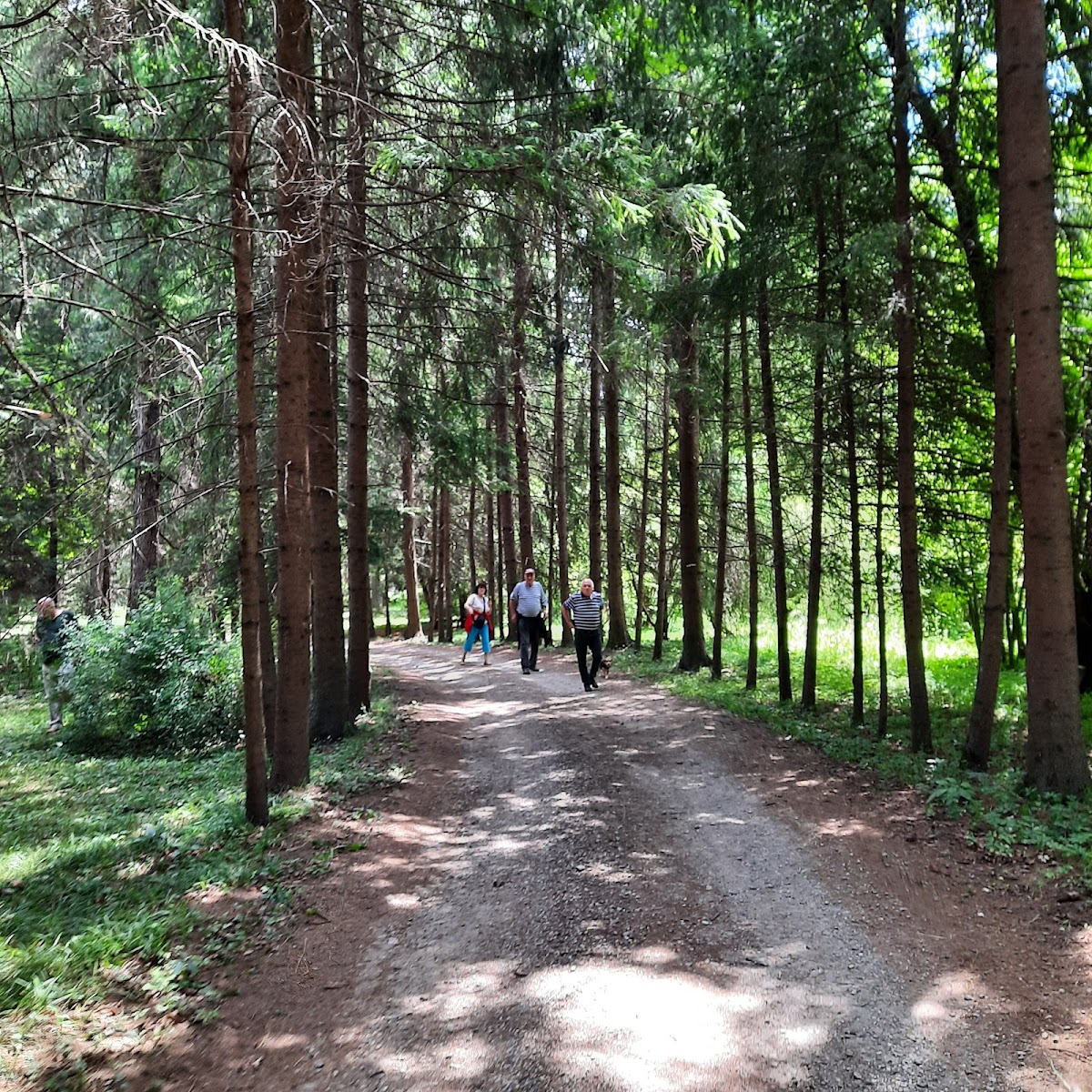 Dofteana Dendrological Park, Bacău County - foto 2