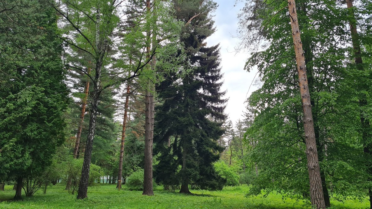 Dofteana Dendrological Park, Bacău County - foto 3