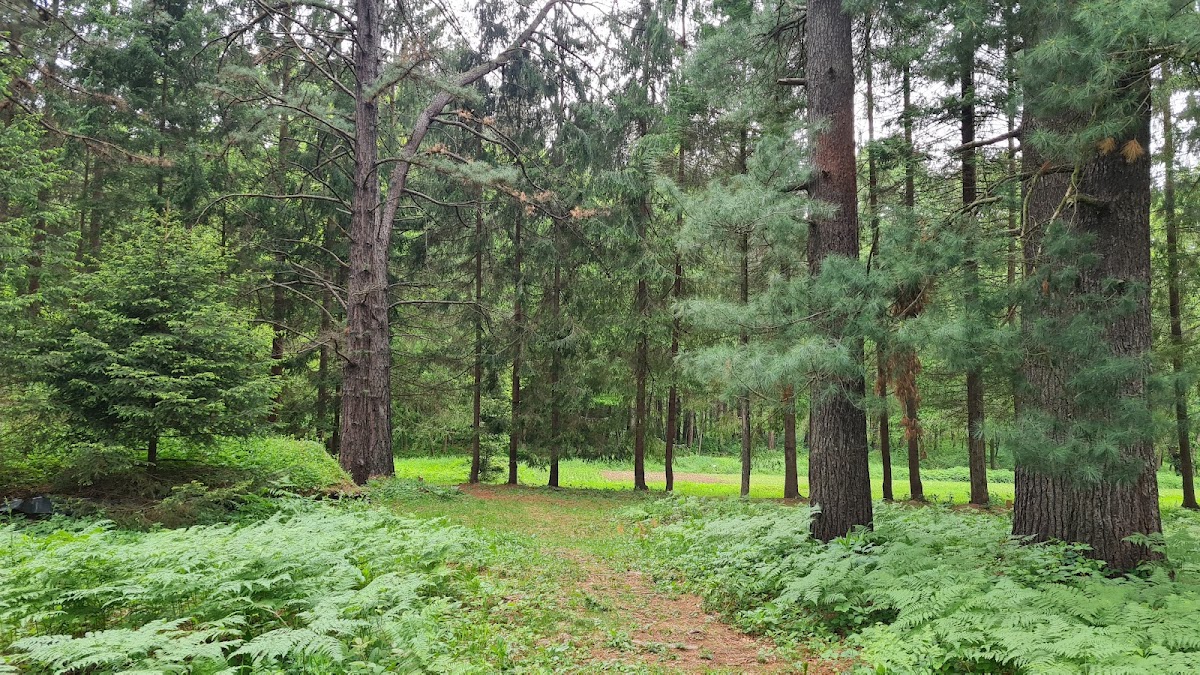 Dofteana Dendrological Park, Bacău County - foto 4
