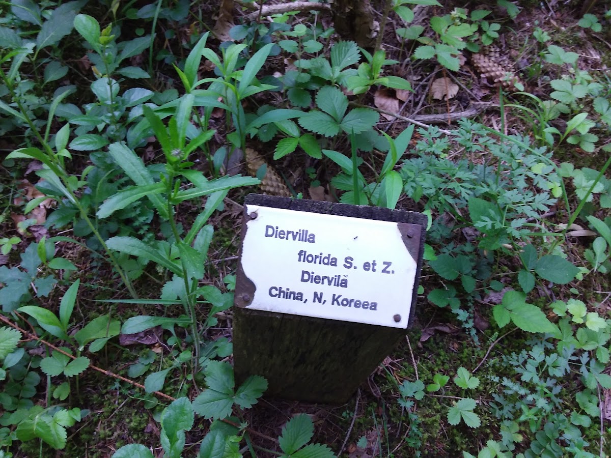 Dofteana Dendrological Park, Bacău County - foto 5