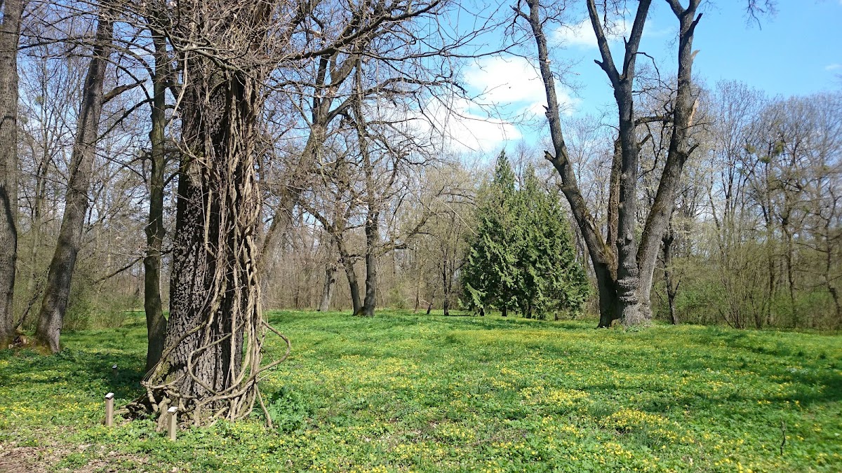Parco Dendrologico Hemeiuș - foto 3