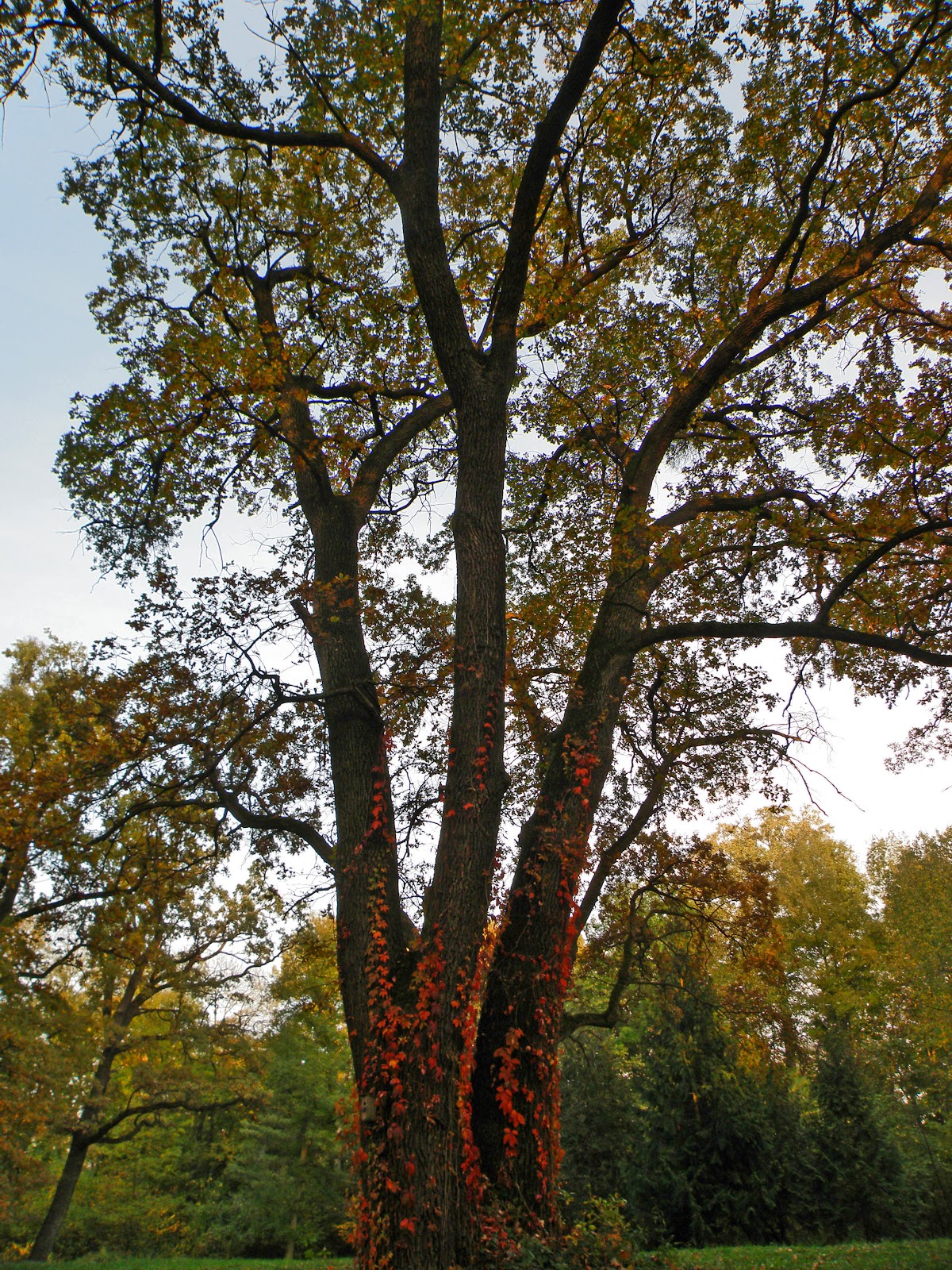 Parco Dendrologico Hemeiuș - foto 4