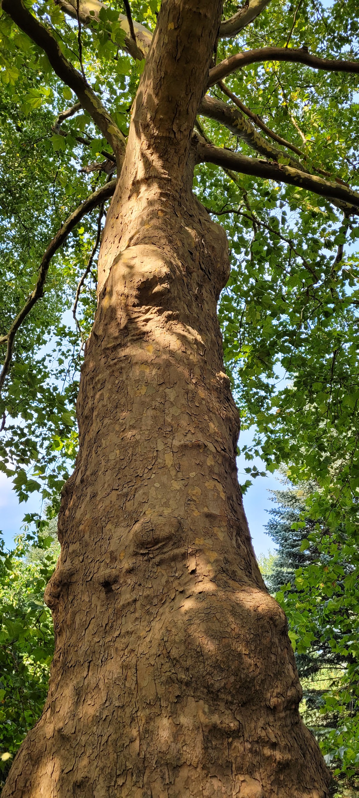Parco Dendrologico Hemeiuș - foto 5
