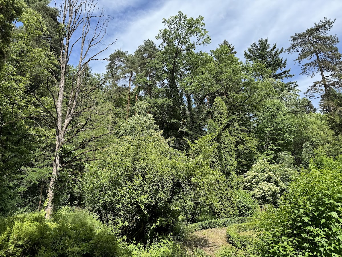 Dendrologischer Park Mihăești - foto 3
