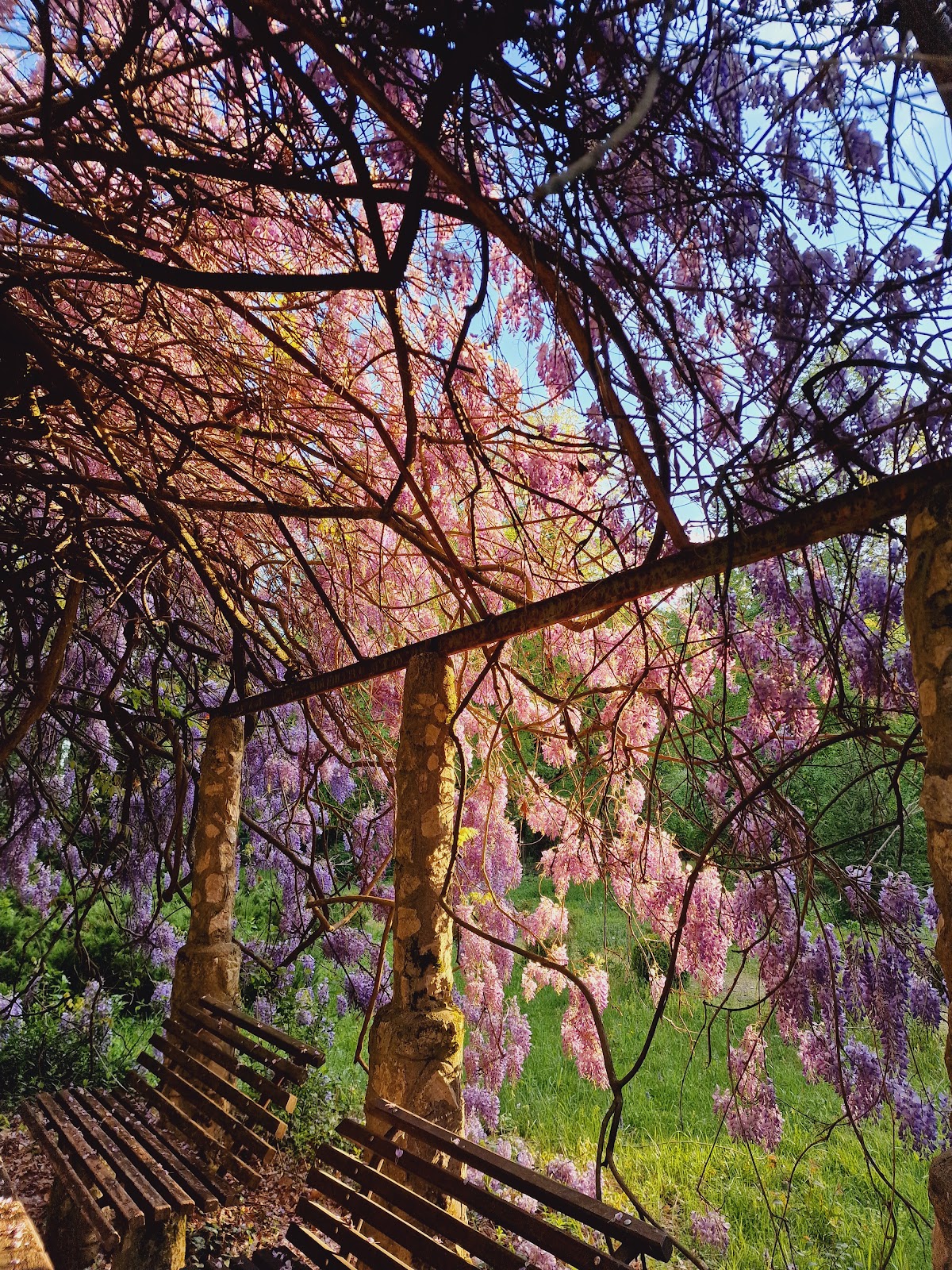 Dendrologischer Park Mihăești - foto 4