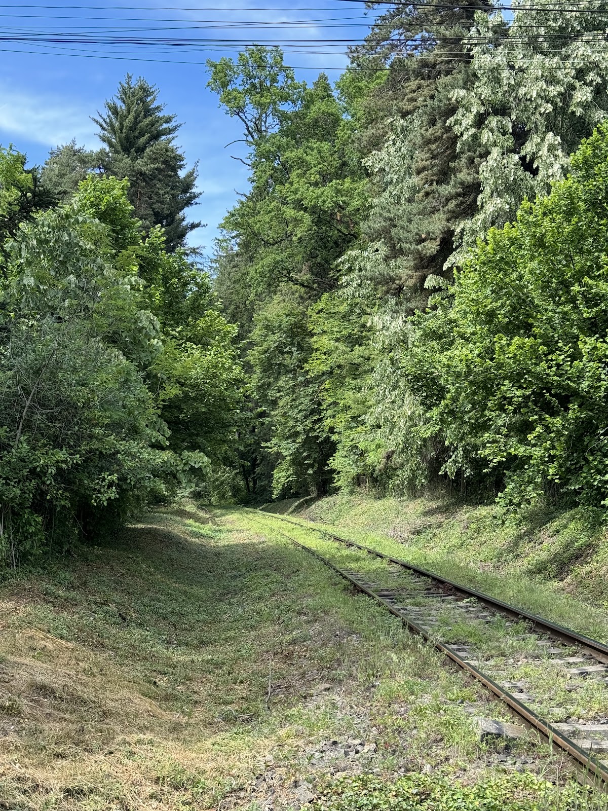 Dendrologischer Park Mihăești - foto 5