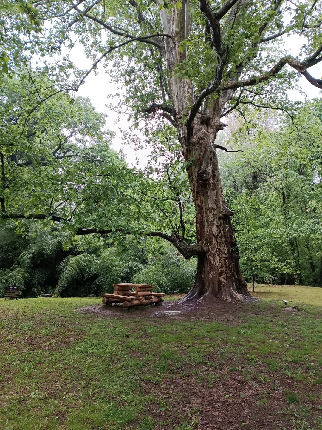 Parcul Dendrologic Simeria - foto 3