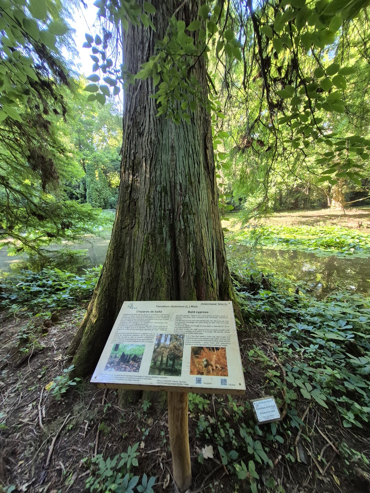 Parcul Dendrologic Simeria - foto 5