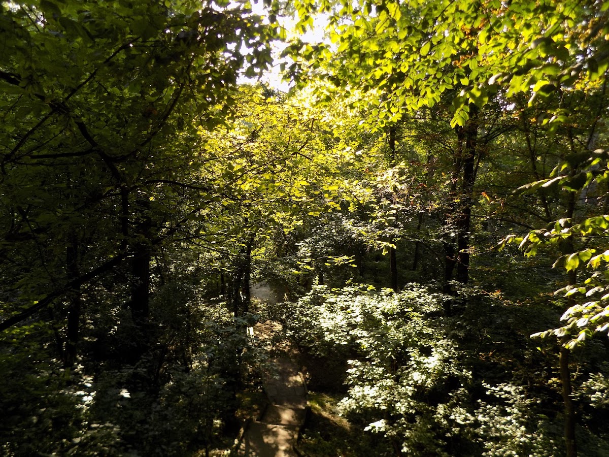 Parcul dendrologic Suceava - foto 3