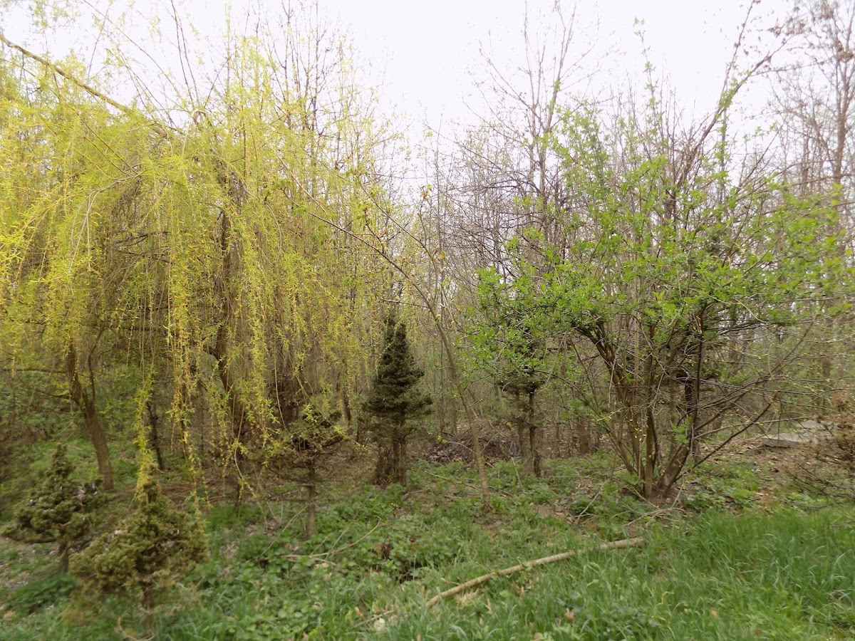 Parcul dendrologic Suceava - foto 4