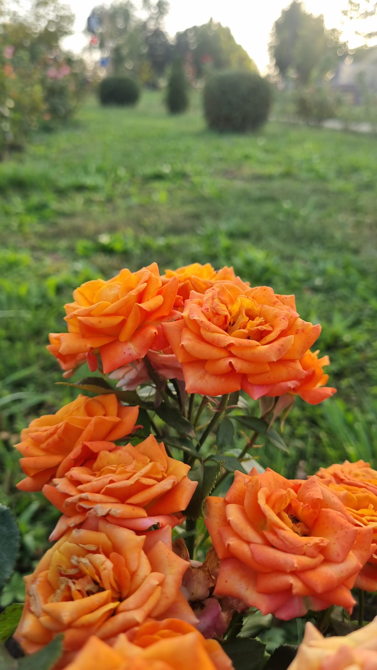 蒂内雷图尔树木园 - foto 5