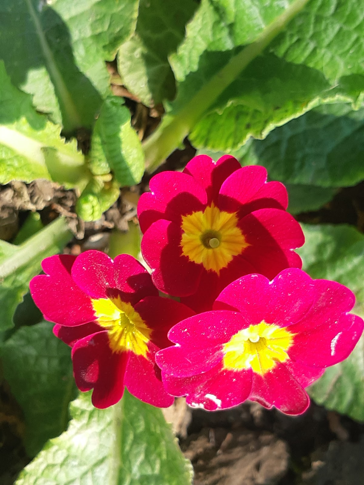 Parcul Florilor - Calarasi - foto 2