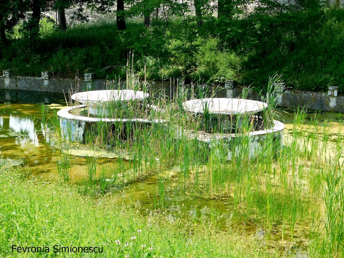 General Dragalina Park - foto 4