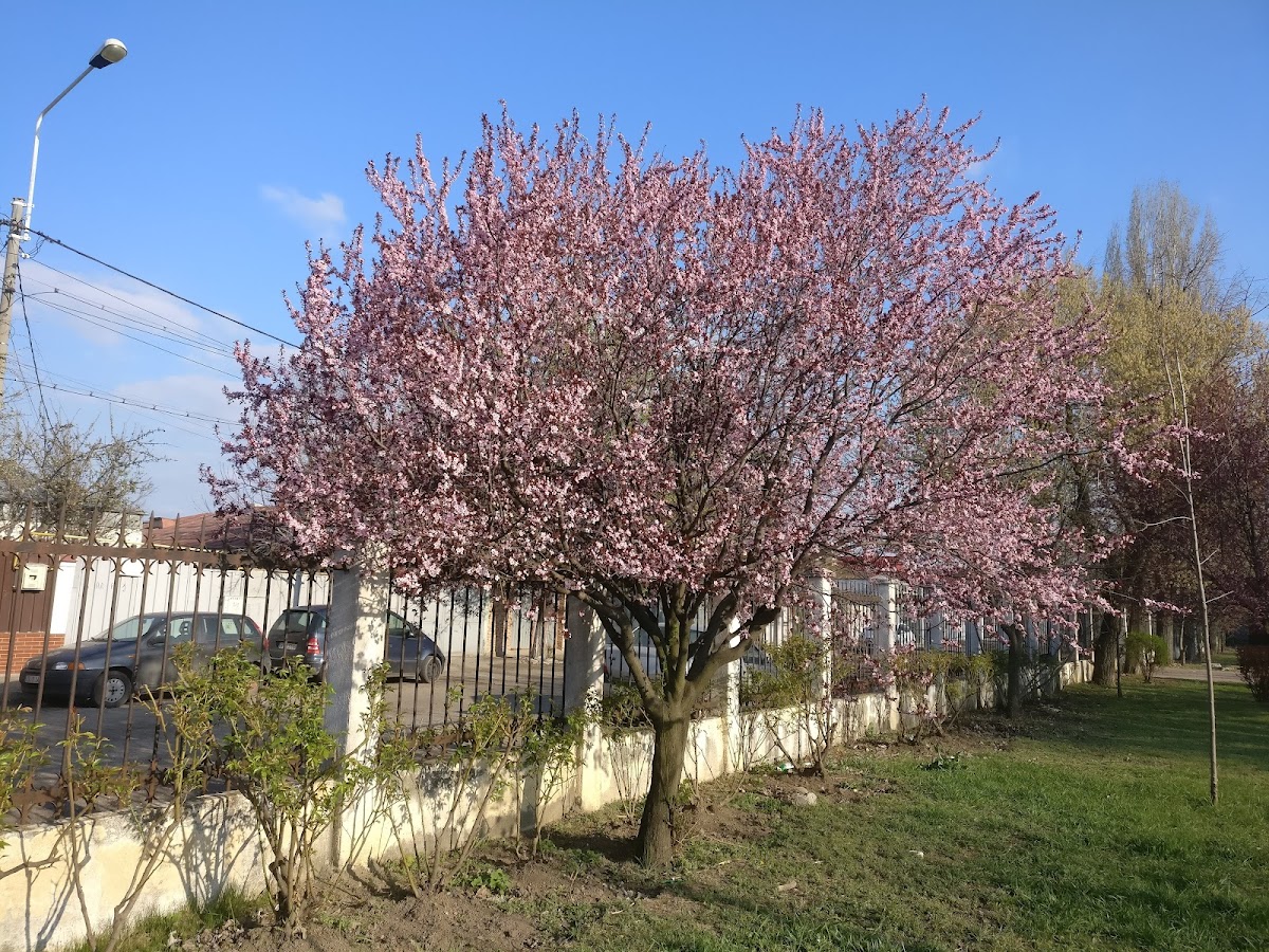 Parcul Libertății - foto 4