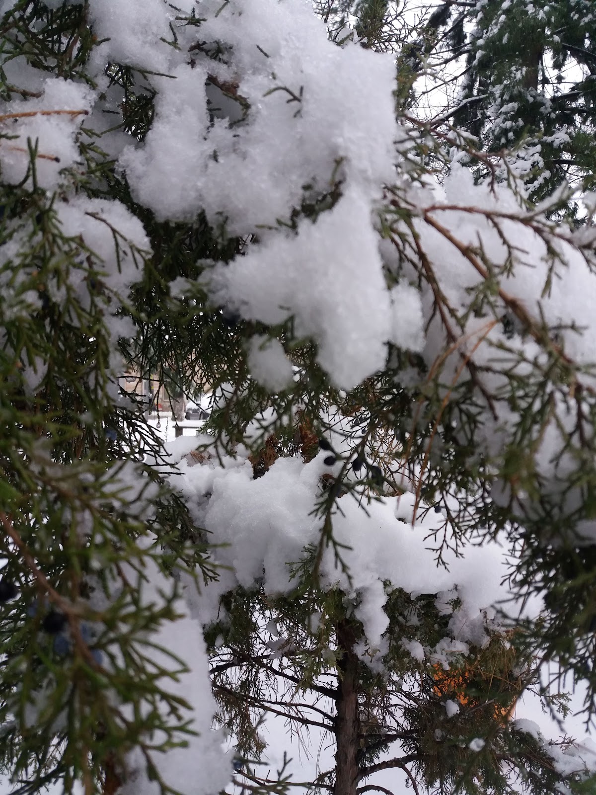 Parcul Mare Odobeşti - foto 3