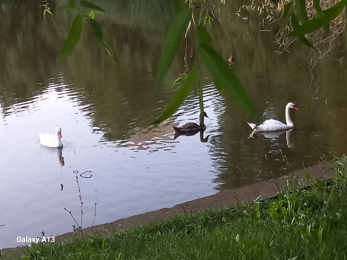 莫拉里公园 - foto 3