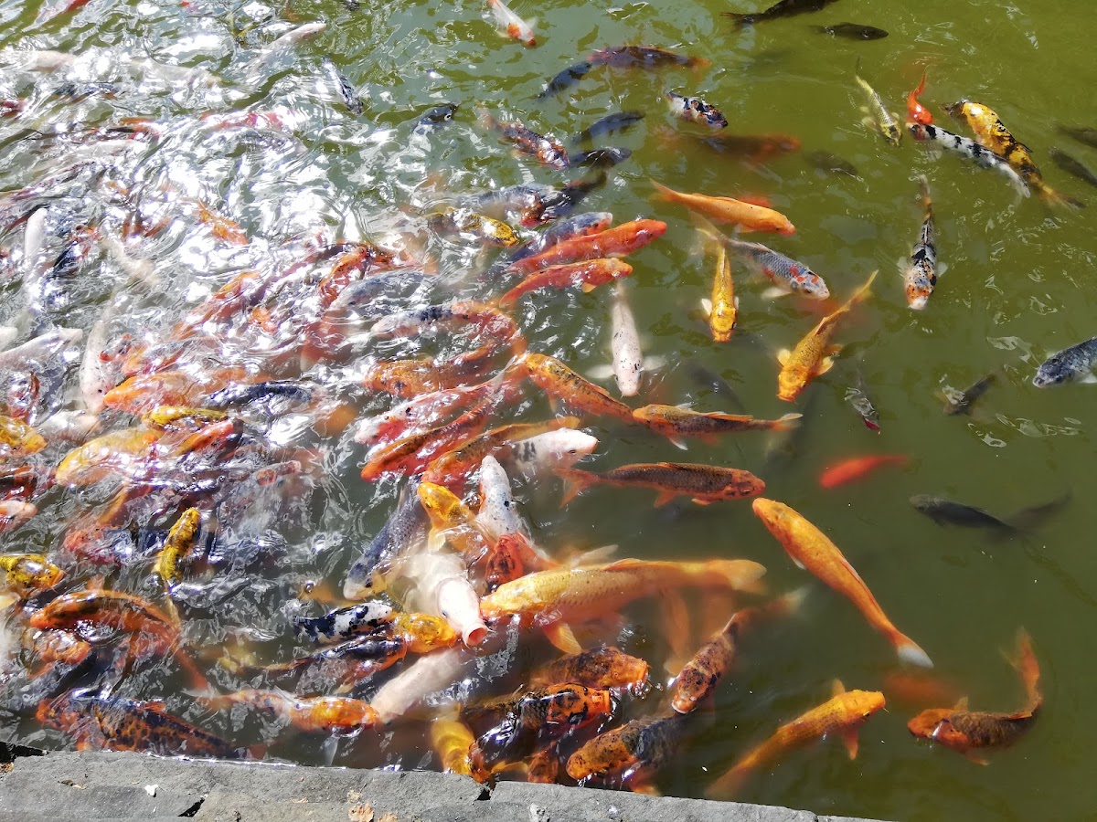 Parcul Municipal Regina Maria - foto 1