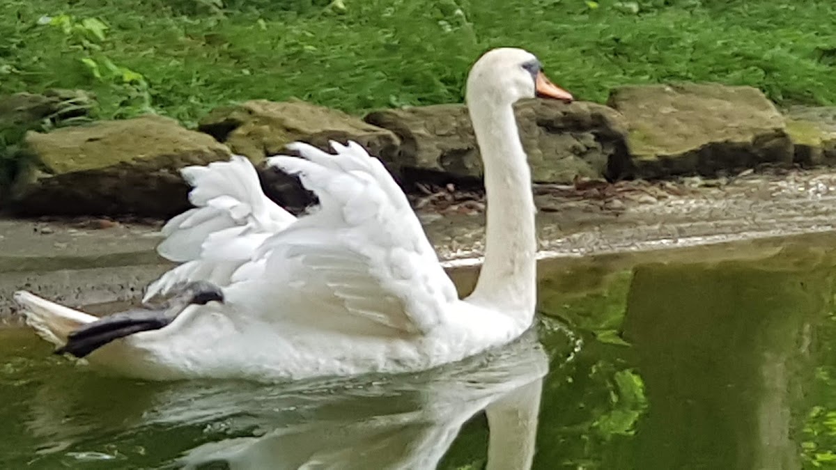 Parcul Municipal Roman - foto 3