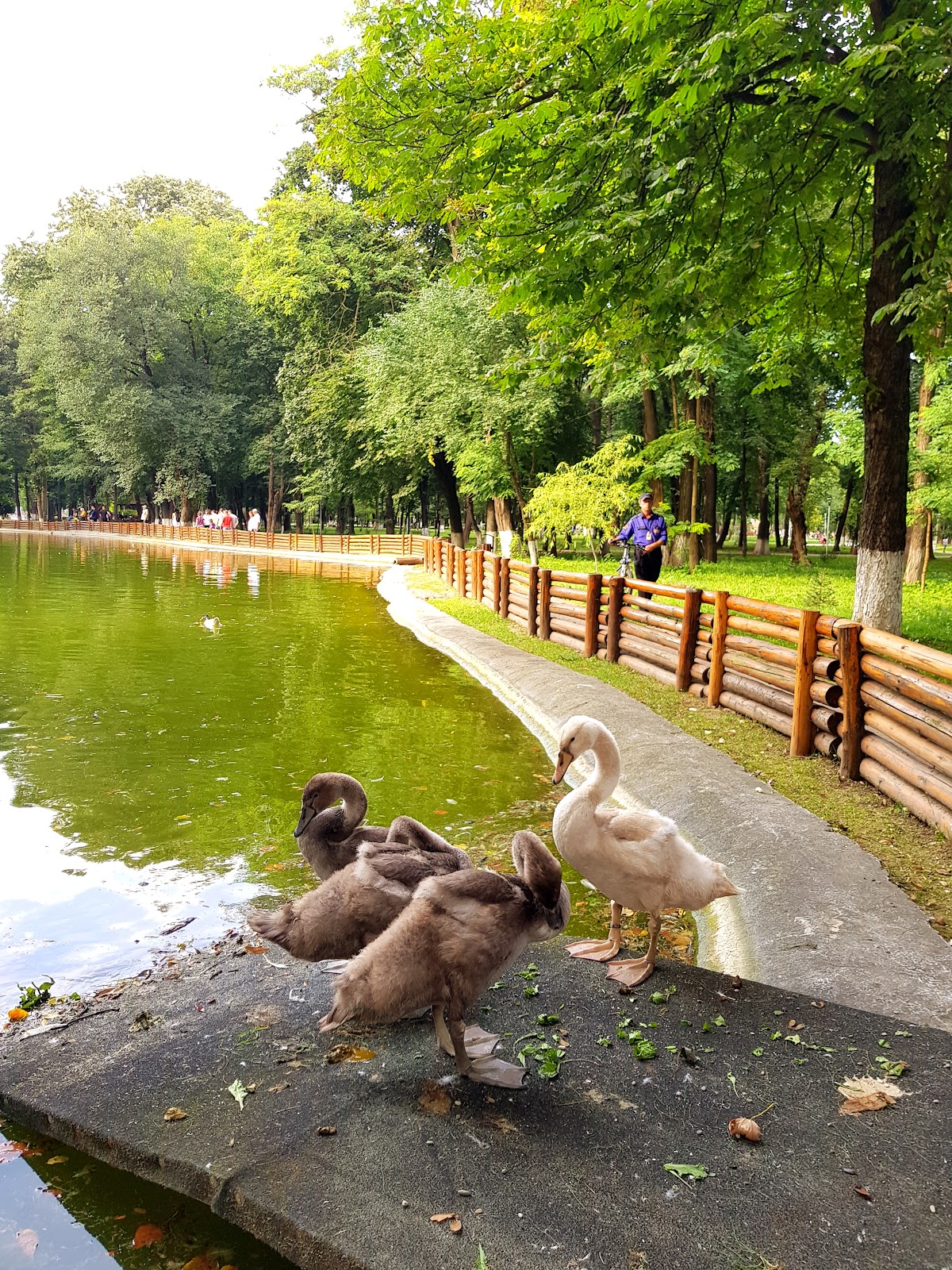 Parcul Municipal Roman - foto 5