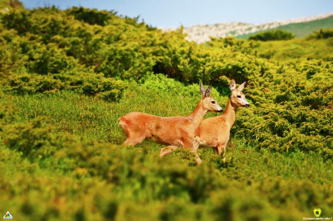 Parcul National Defileul Jiului - Centrul de Vizitare - foto 2