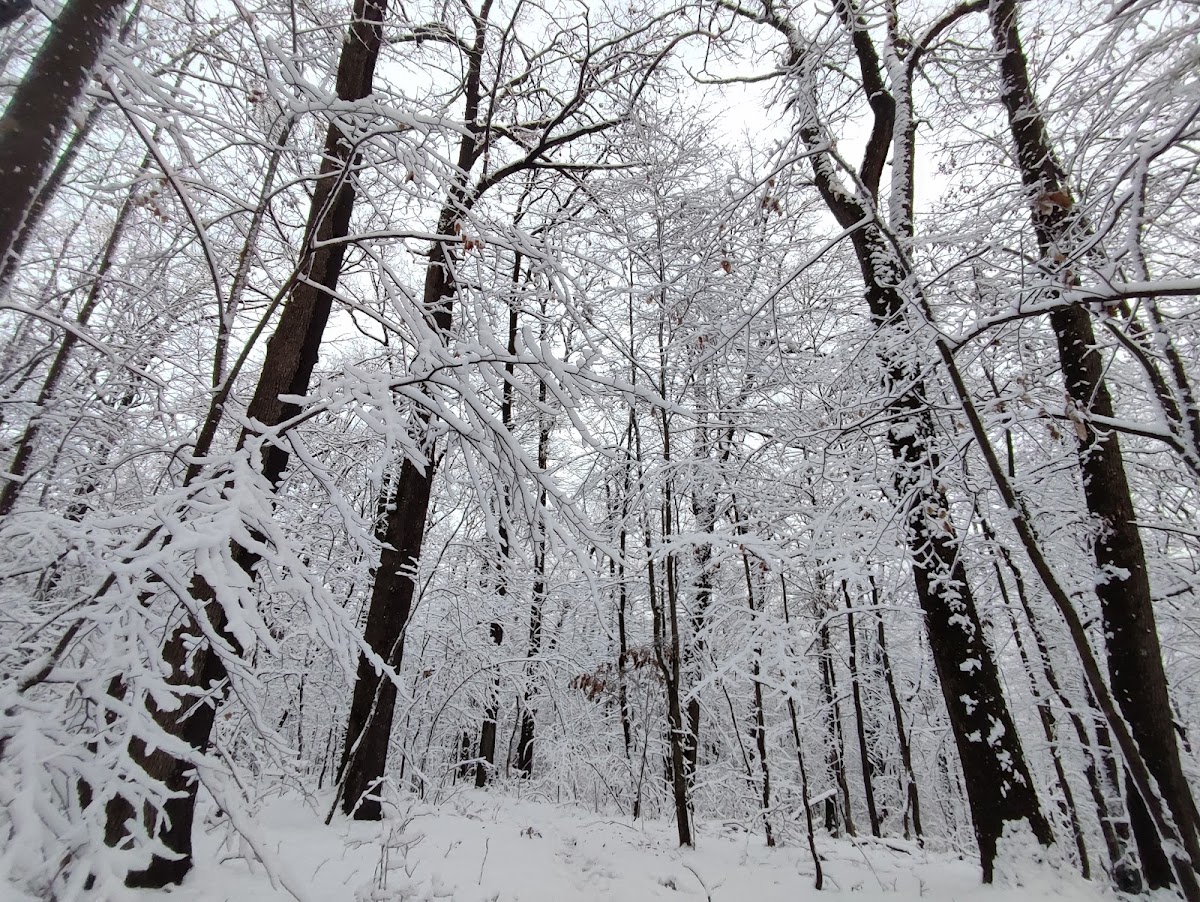 Parcul Natural Trivale - foto 4