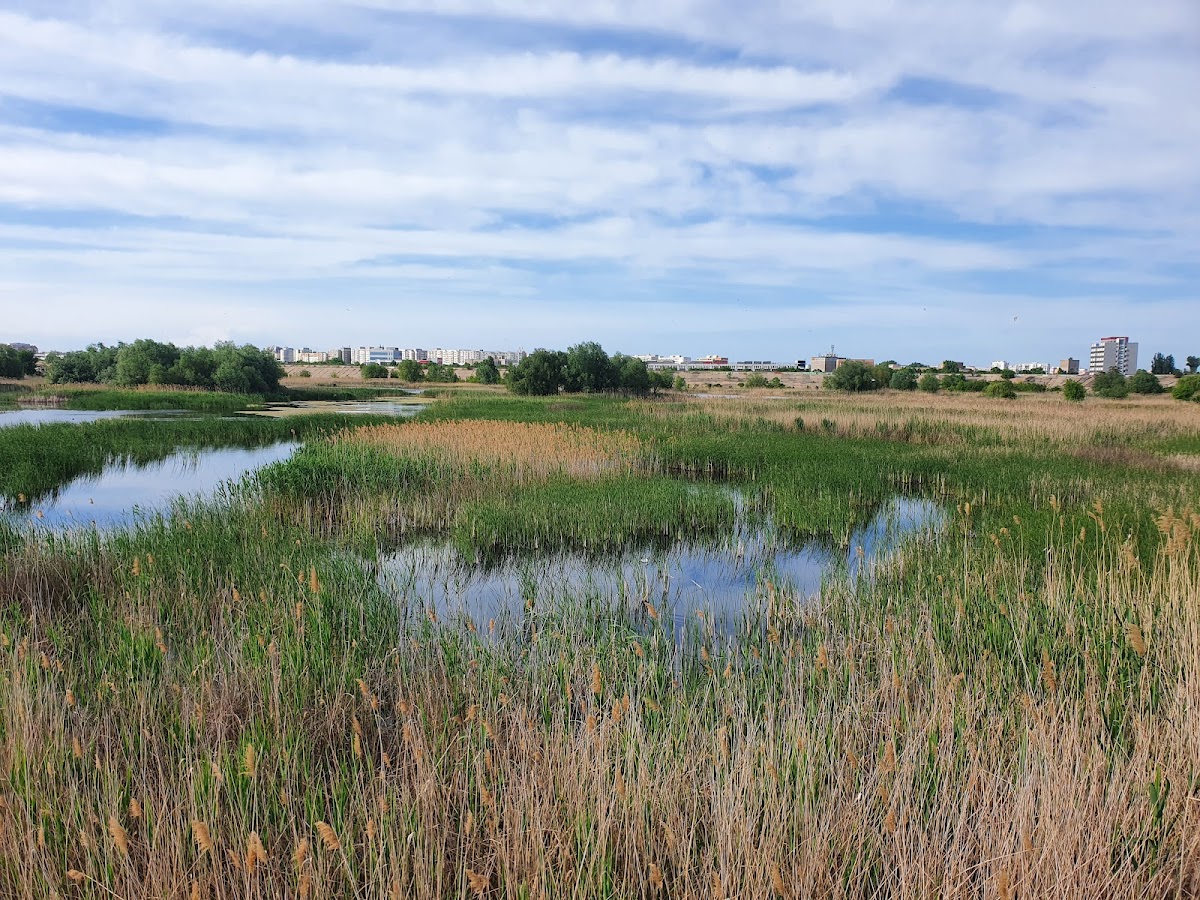 Văcărești Természetvédelmi Terület - foto 3