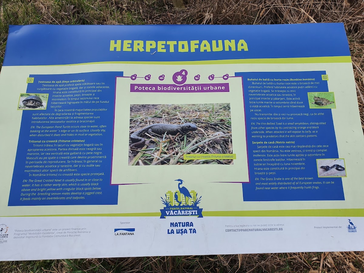 Văcărești Természetvédelmi Terület - foto 5