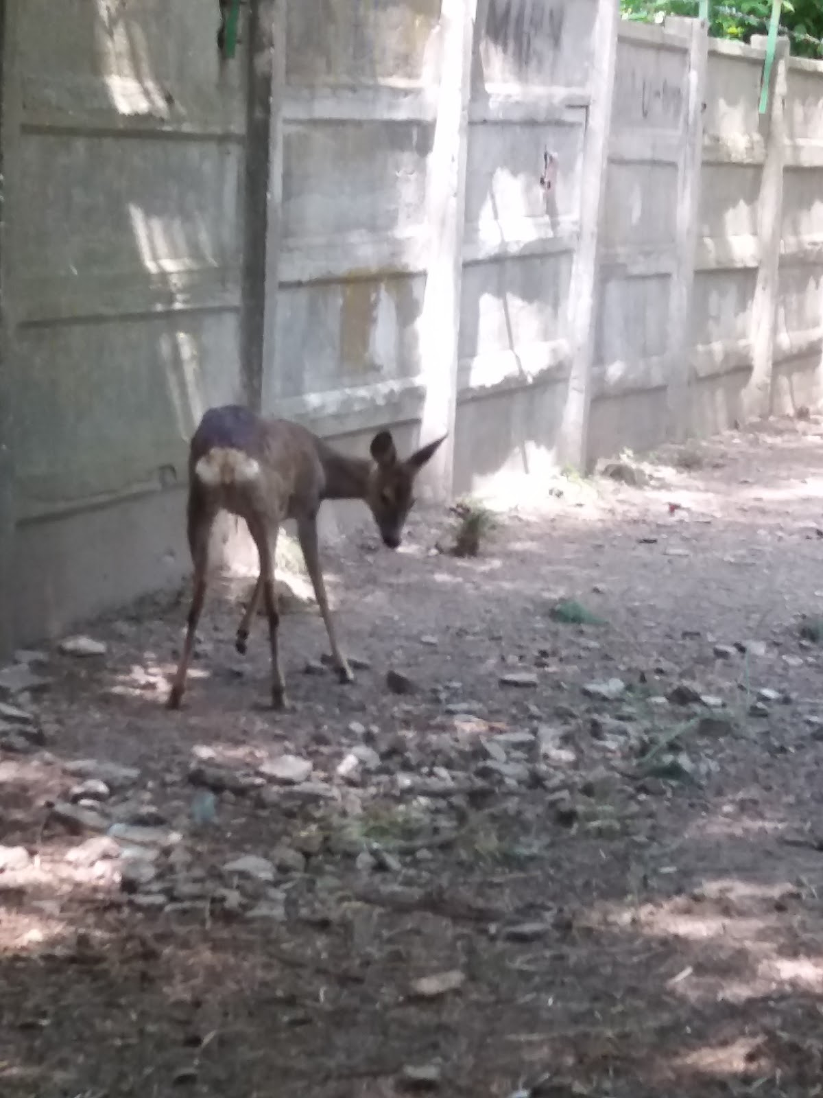 Balș Városi Park - foto 5