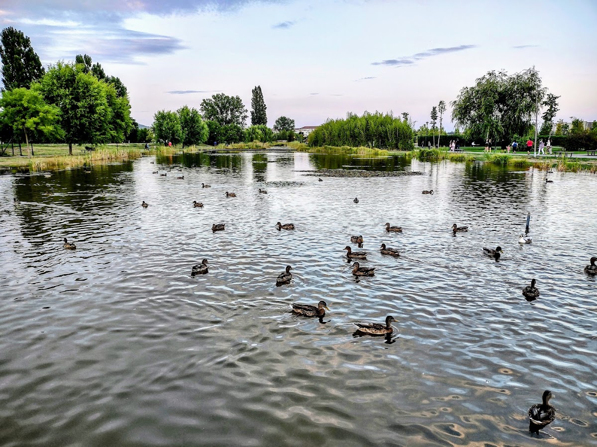 Parcul Salca - foto 5