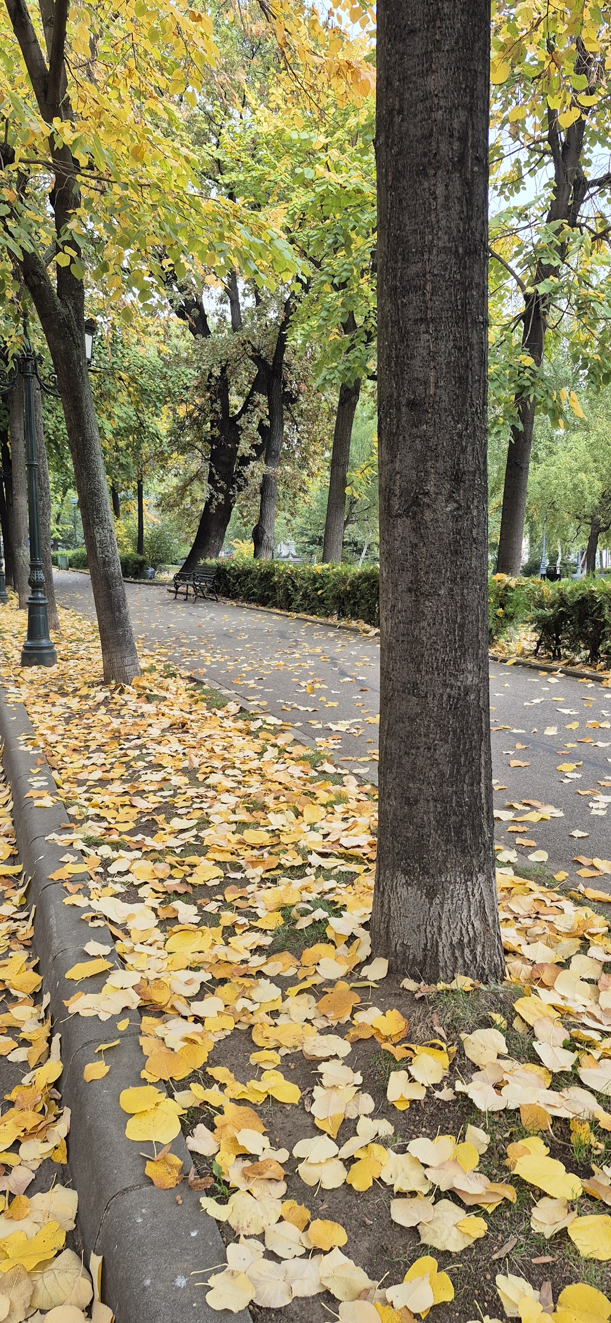Parcul „Tudor Vladimirescu” - foto 5