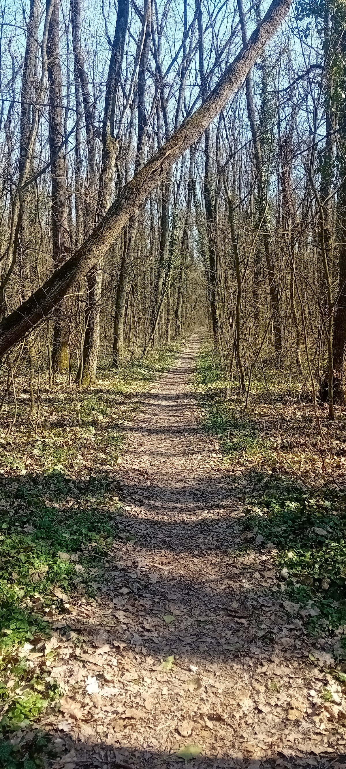 Park drumetii