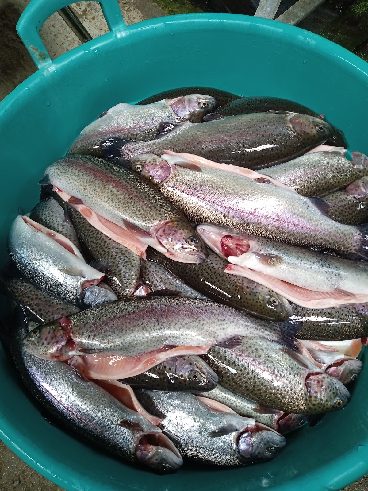 Pastravaria Gura Raului - Cindrel - foto 2