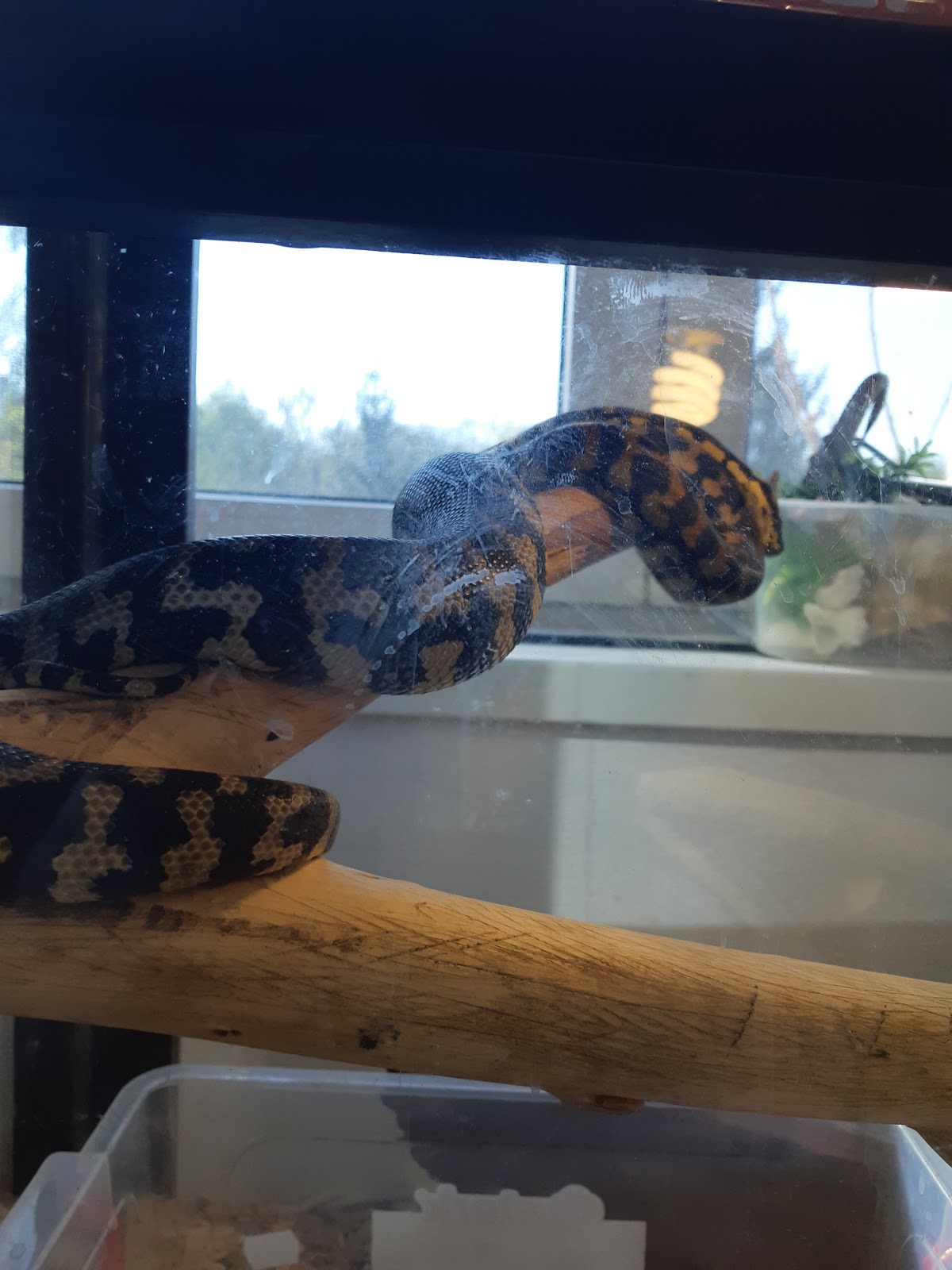 Pavilion Reptile