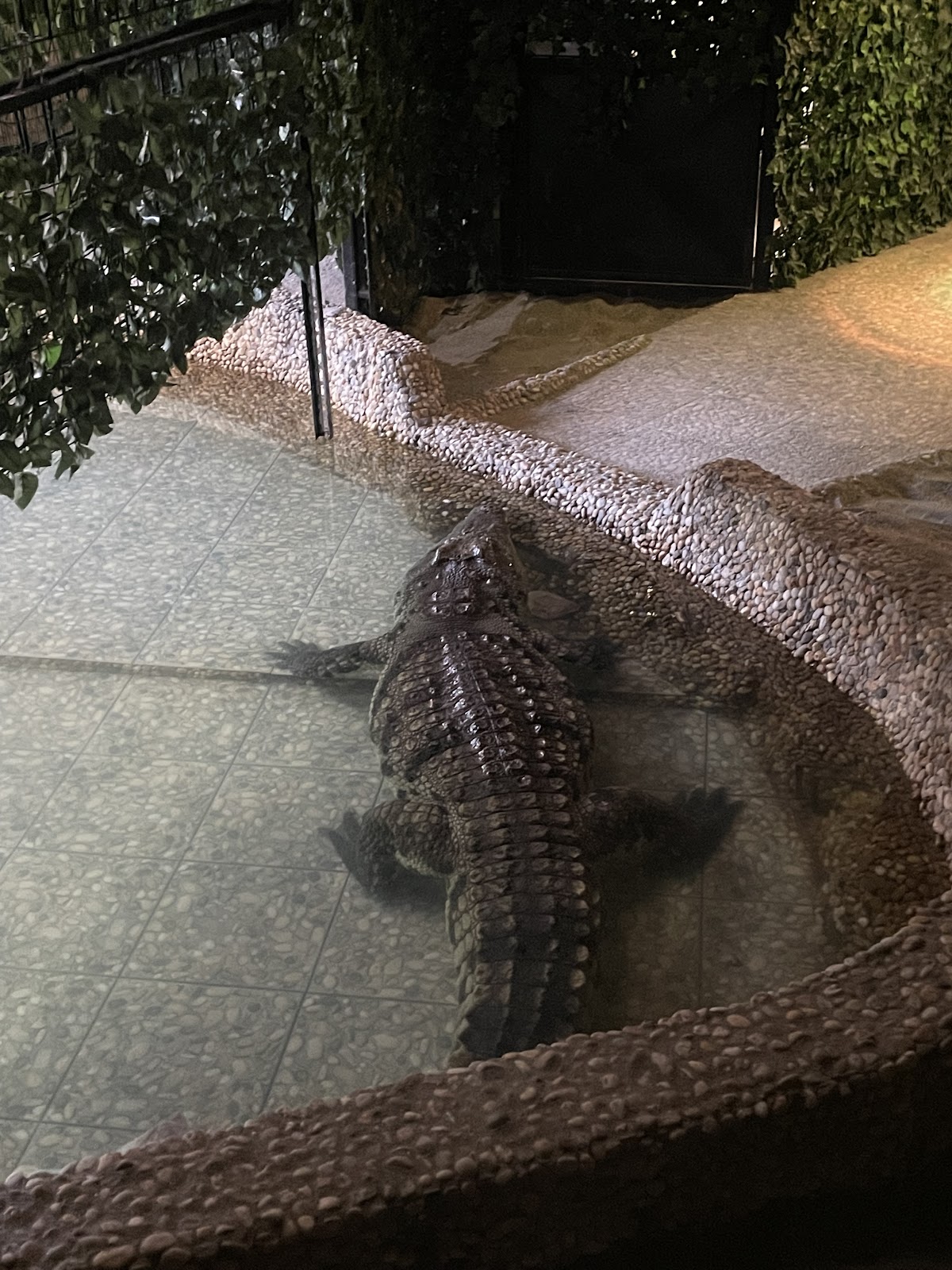 Pavilion Reptile - foto 2