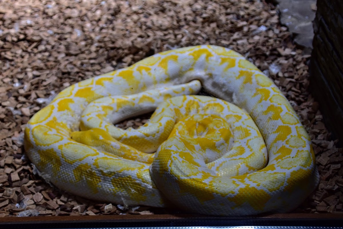 Pavilion Reptile - foto 3