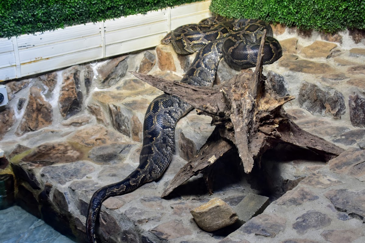 Pavilion Reptile - foto 4